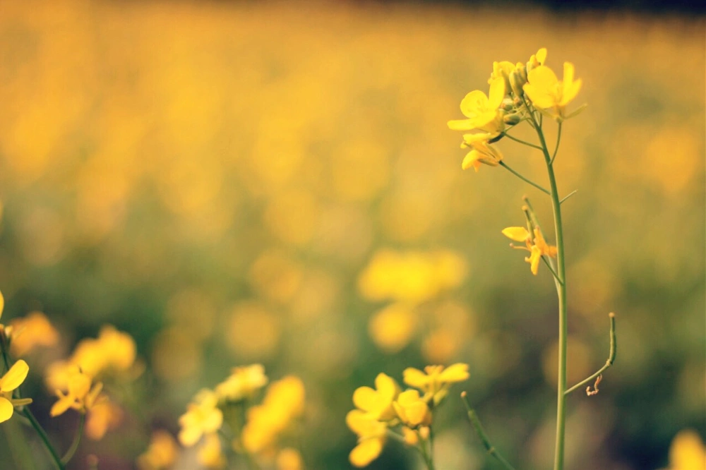 #Bokhe 
 #mustard_flower 

