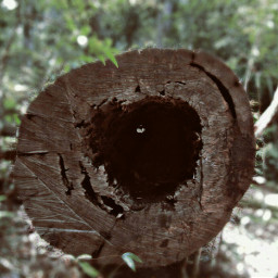 vanishingpoint tree hollow hole cavity