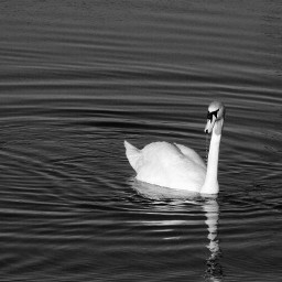 petsandanimals blackandwhite swan love cute